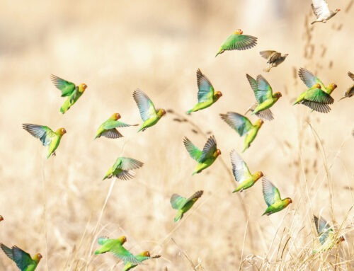 Unveiling South Luangwa’s Luxury Safari Mystique