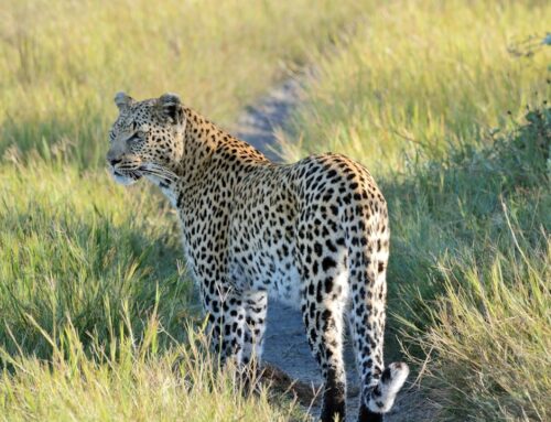 Exquisite Encounters: Private Safaris in Linyanti, Botswana