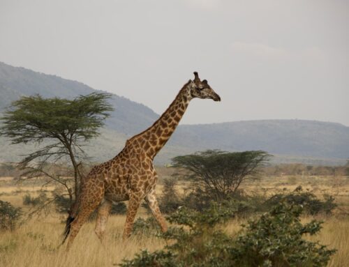 Luxury Safari Lodges in Masai Mara