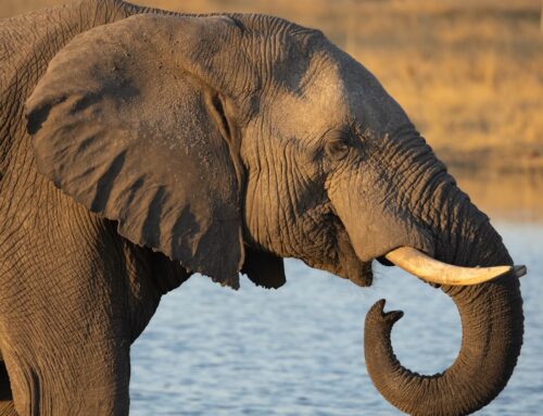 Exclusive Lodges in Hwange, Zimbabwe: The Pinnacle of Safari Luxury