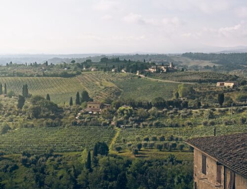 Exclusive Olive Oil Tasting in Tuscany