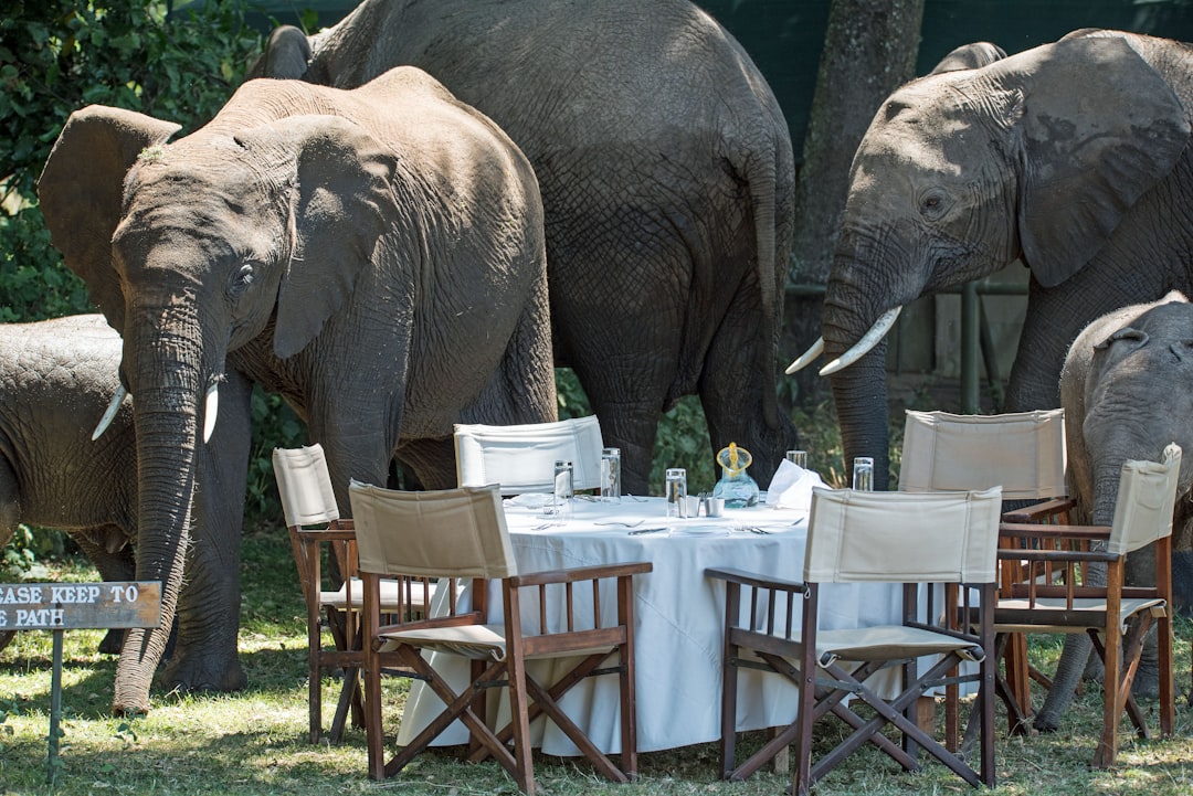 Ultimate African Safari Lodges for the Discerning Traveler tmpbgj77brn