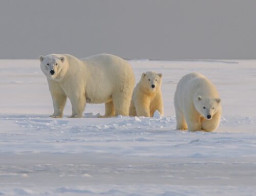 Exclusive Encounters: Polar Bear Tours in Churchill