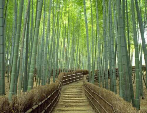 Arashiyama’s Luxe Inns: A Journey into Elegance