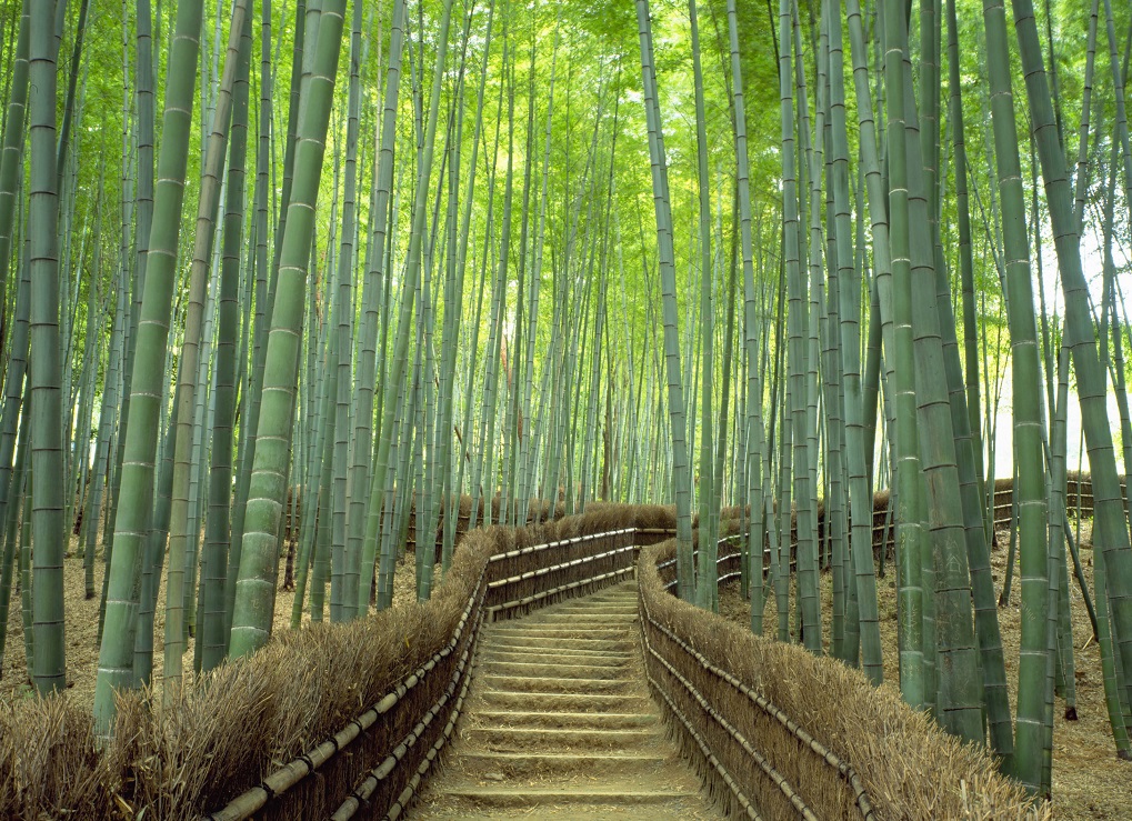 Arashiyama's Luxe Inns: A Journey into Elegance Arashiyama