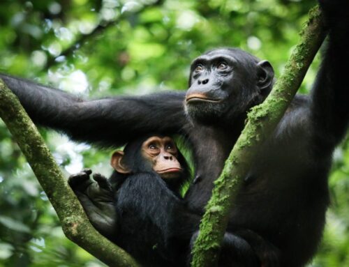 Whispers of the Wild: Chimpanzee Trekking in Kibale